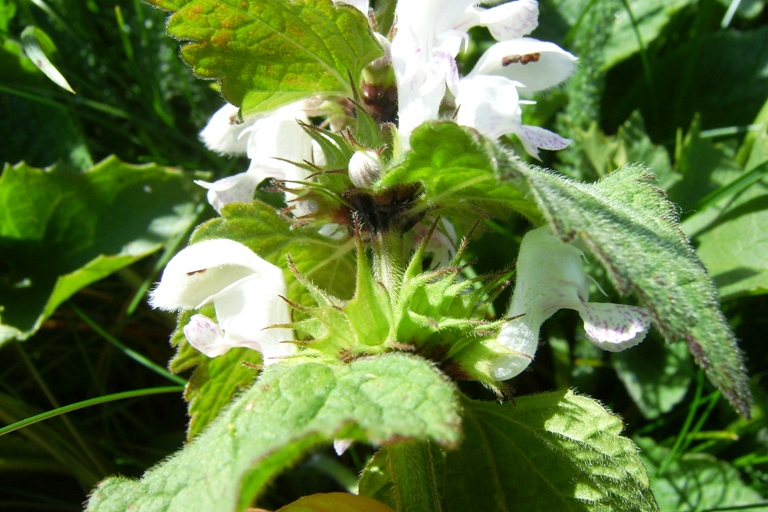 Lamium maculatum